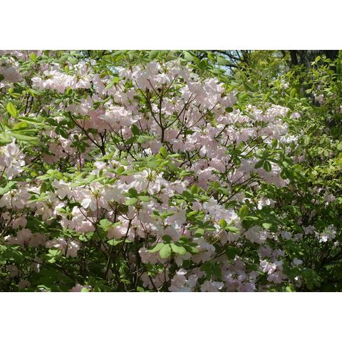 Rhododendron schlippenbachii
