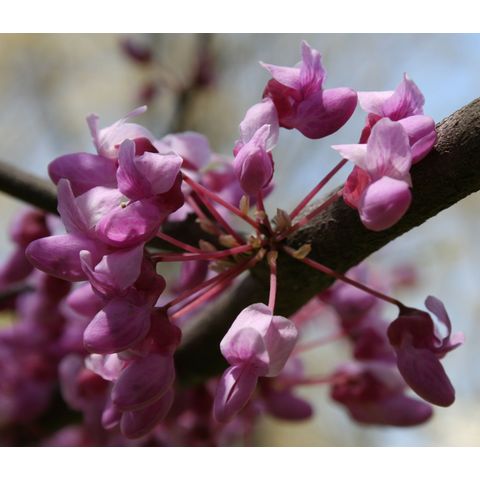 Cercis canadensis
