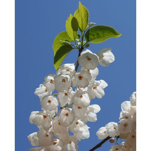Halesia tetraptera var. monticola