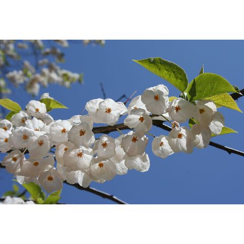 Halesia tetraptera var. monticola