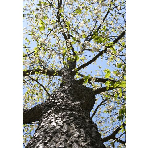 Halesia tetraptera var. monticola