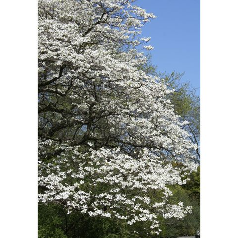 Cornus florida