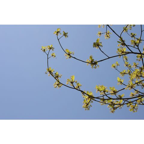 Sassafras albidum var. albidum