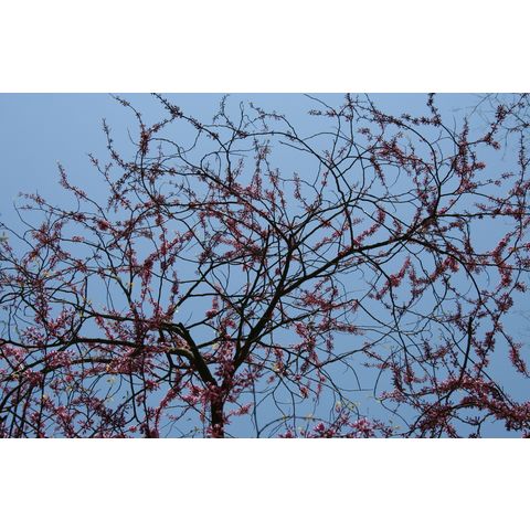 Cercis canadensis