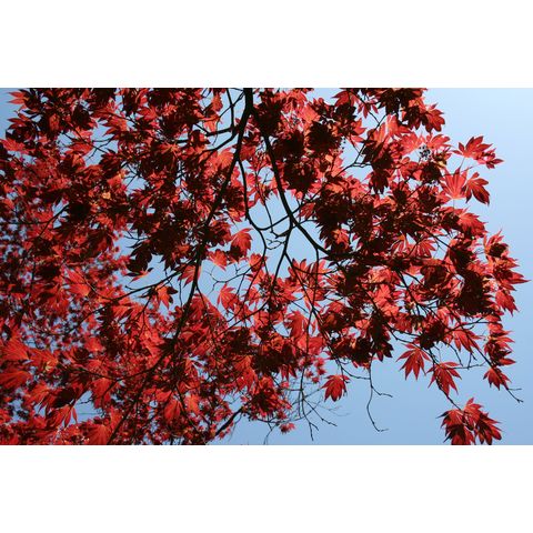 Acer palmatum 'Burgundy Lace'