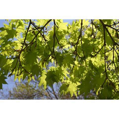 Acer japonicum
