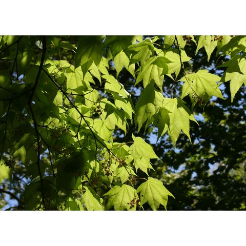Acer sp.