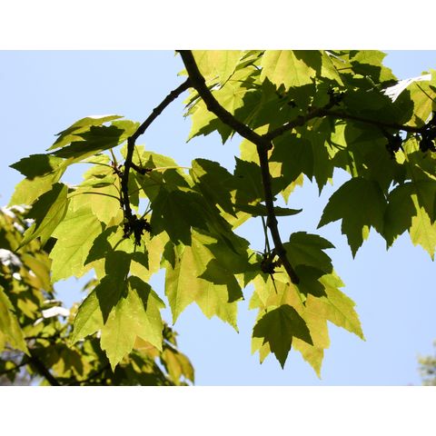 Acer rubrum