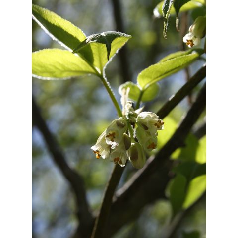Staphylea trifolia