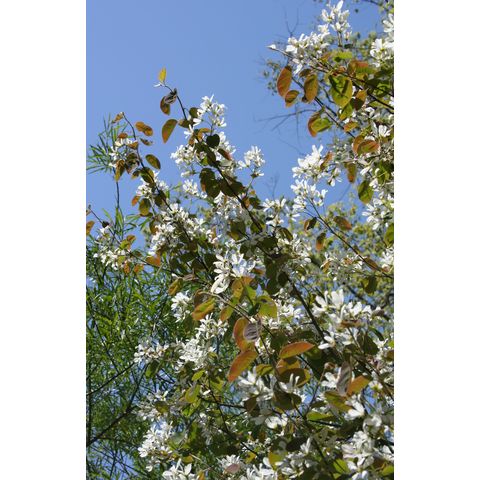 Amelanchier sanguinea