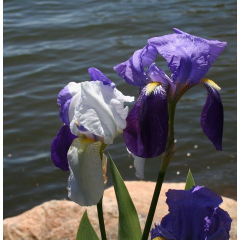 Iris sp.