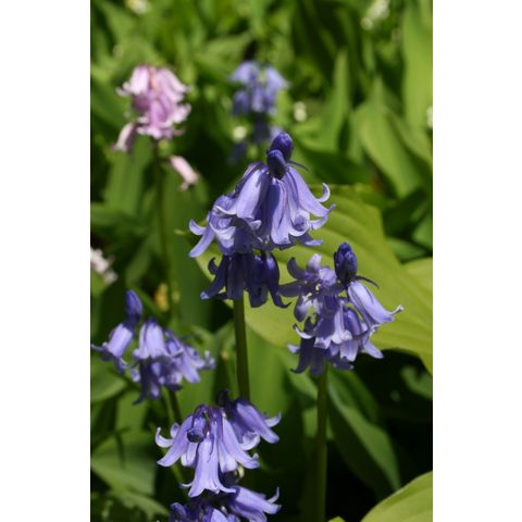 Bluebell
