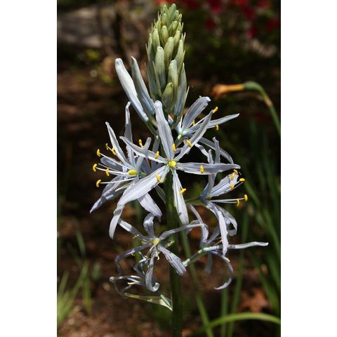 Camassia sp.