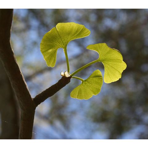 Ginkgo biloba