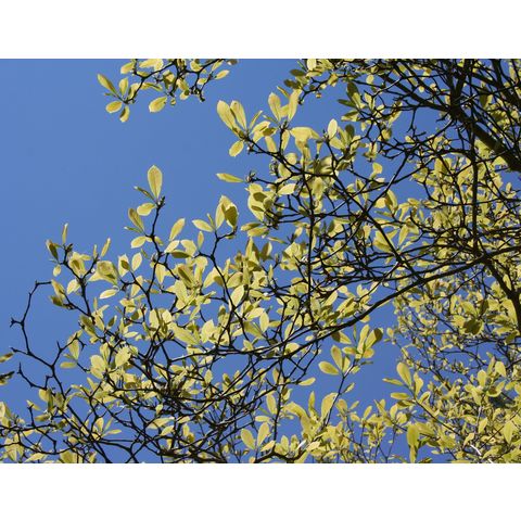 Magnolia sp., or Blue and yellow