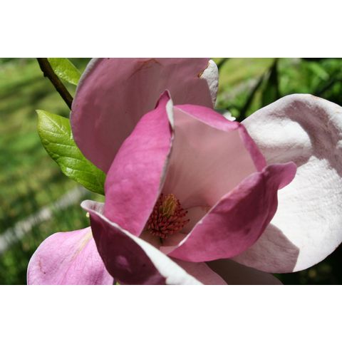 Magnolia x soulangeana