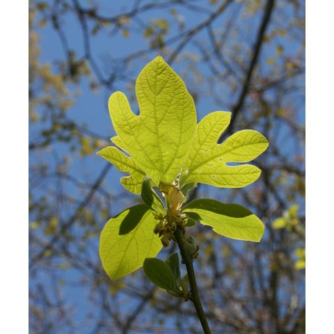 Sassafras albida