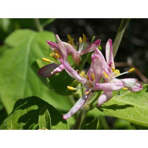 Lonicera tatarica