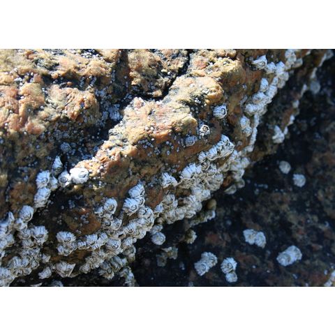 Barnacle