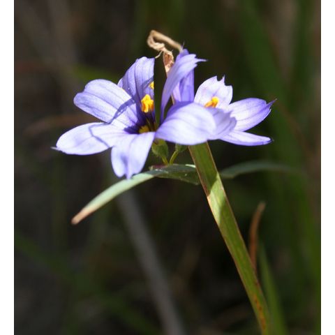 Sisyrinchium sp.