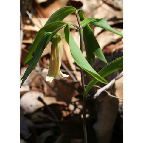 Uvularia sessilifolia