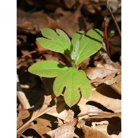 Sassafras albida