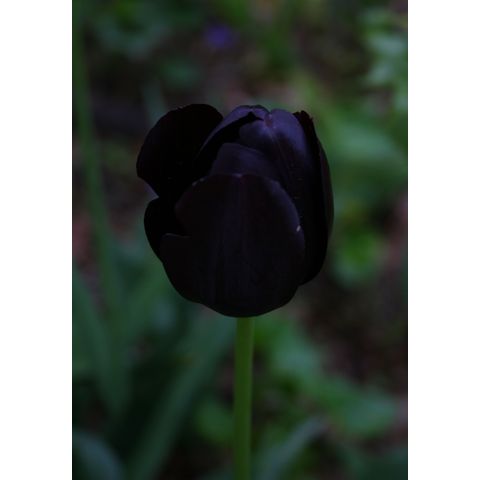 Black tulip