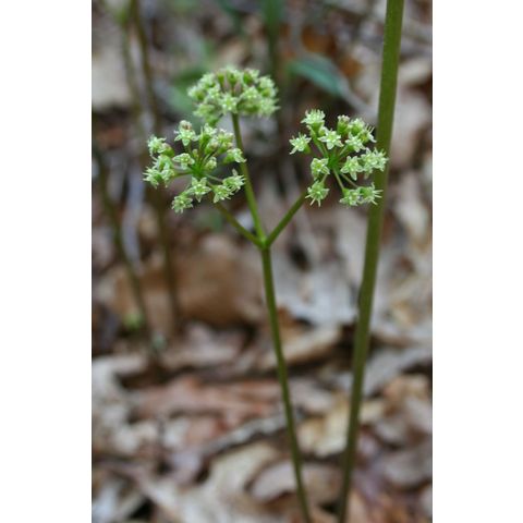 Aralia nudicaulis