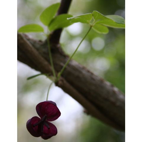Akebia quinata, female flower
