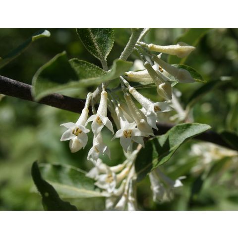 Elaeagnus angustifolius