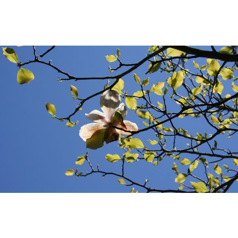 Magnolia denudata