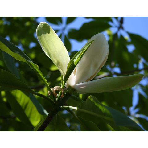 Magnolia officinalis