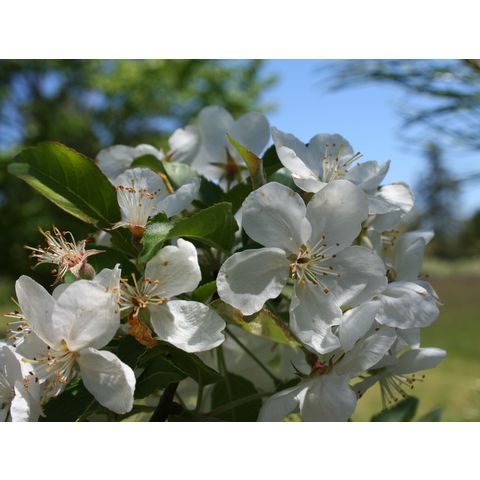 Malus sp.