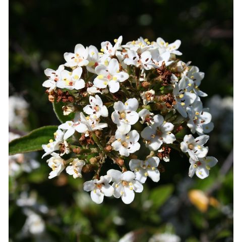 Viburnum utile