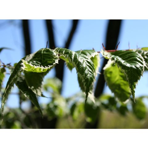 Zelkova serrata 'Variegata'