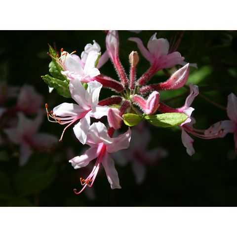 Rhododendron periclymenoides