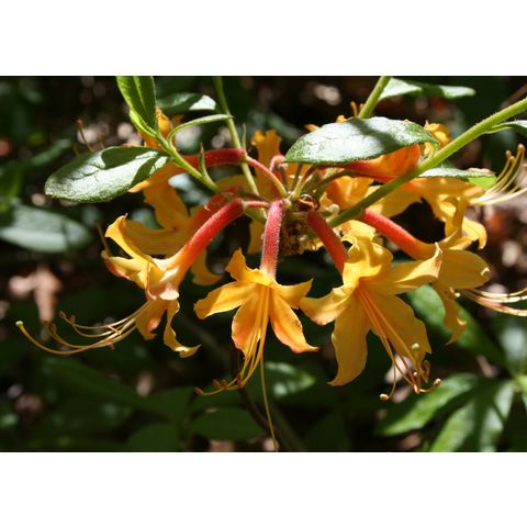 Rhododendron austrinum