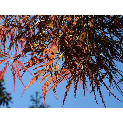 Acer palmatum 'Dissectum'