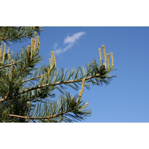 Pinus sp.