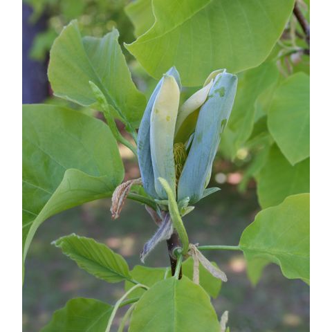 Magnolia acuminata