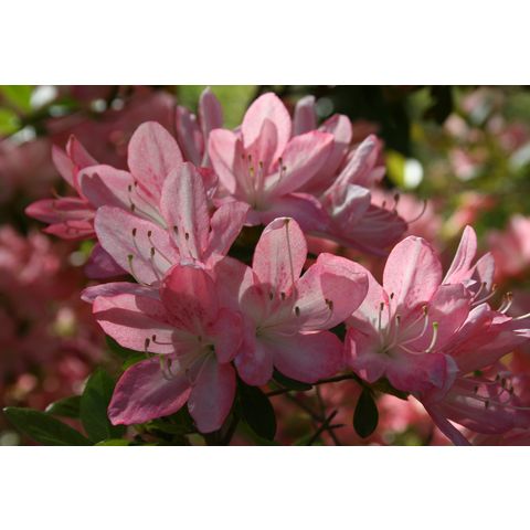 Rhododendron 'Eva Mayo'