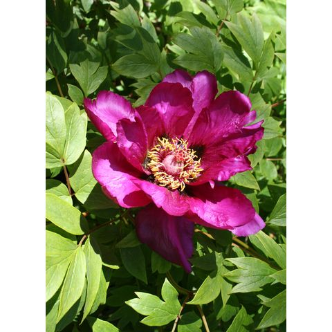 Paeonia sp.