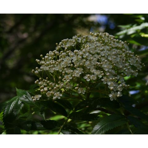 Sorbus commixta