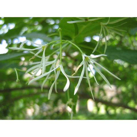 Chionanthus virginicus