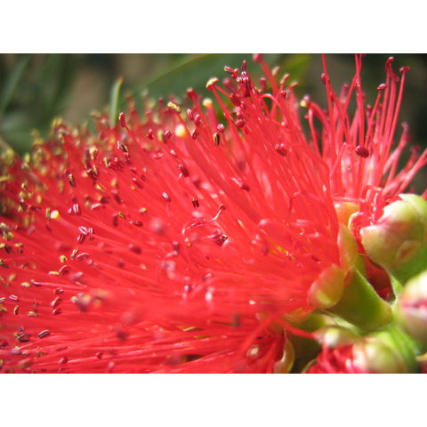 Callistemon atrinus