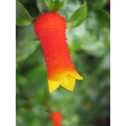 Manettia luteo-rubra