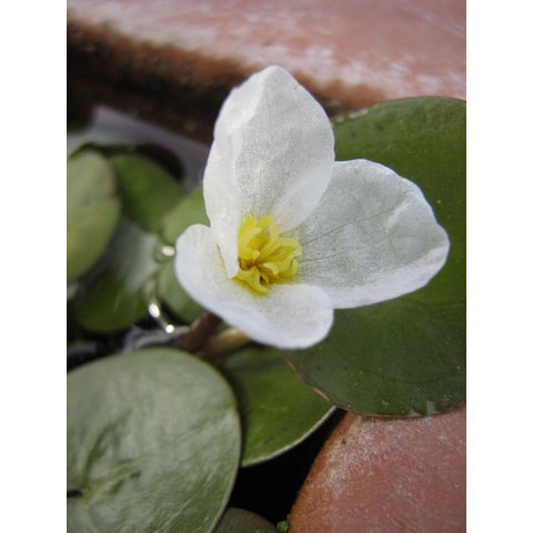 Hydrocharis morsus-ranae