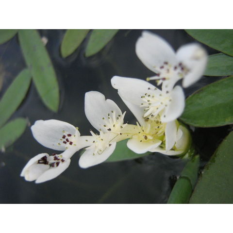 Aponogeton distachyos