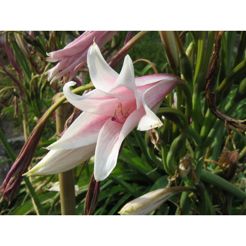 Ameryllis belladonna