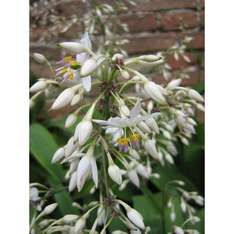 Arthropodium cirrhatum